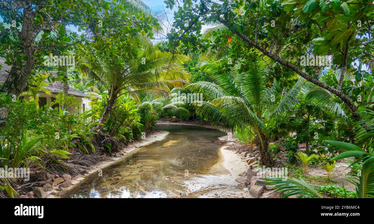 Petit ruisseau entouré de végétation tropicale. Seychelles, Afrique Banque D'Images