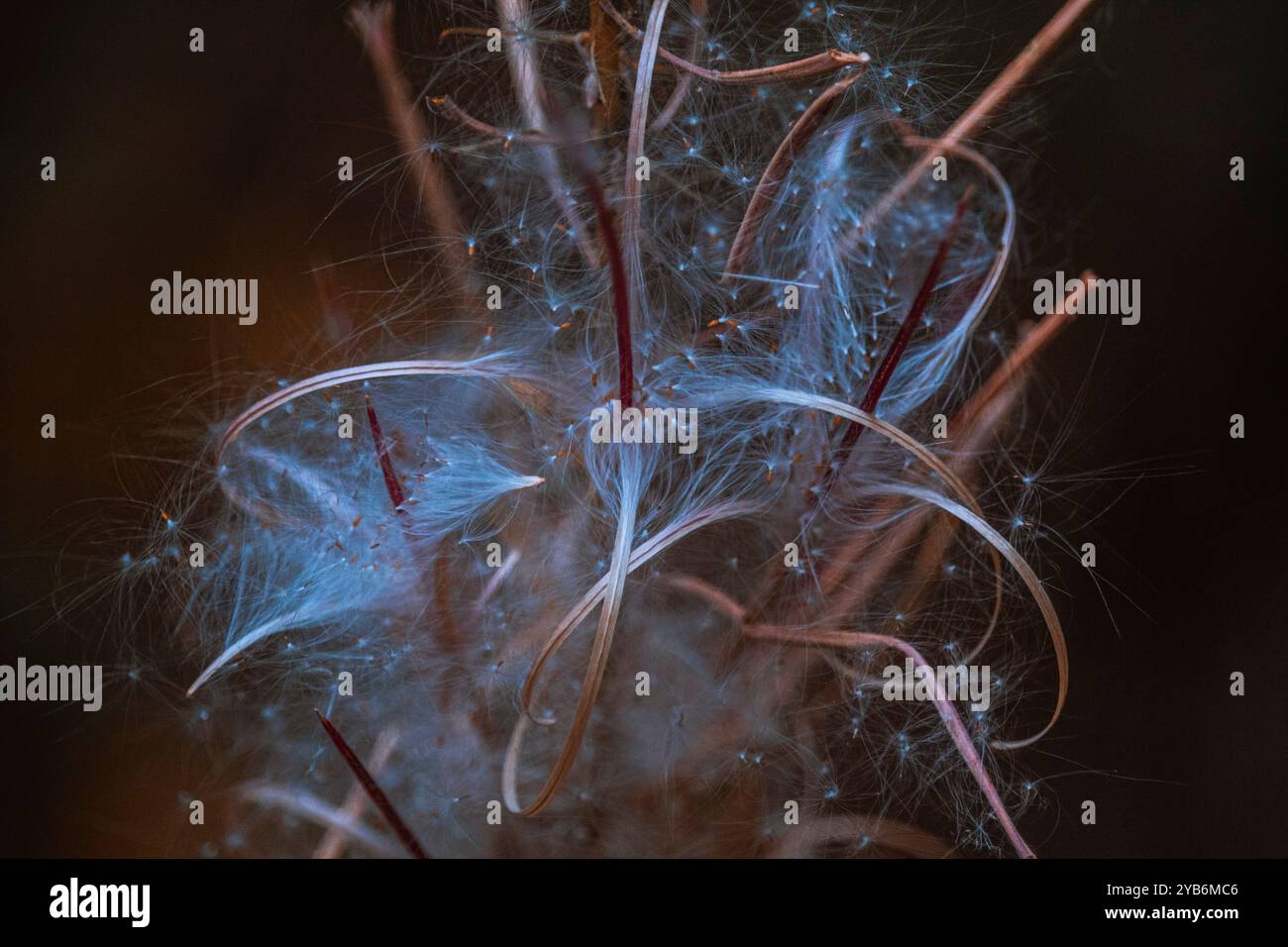 Gros plan abstrait de délicates fibres végétales brillantes dans une lumière bleue douce avec de fines tiges rouges, créant un effet mystique sur un fond sombre Banque D'Images