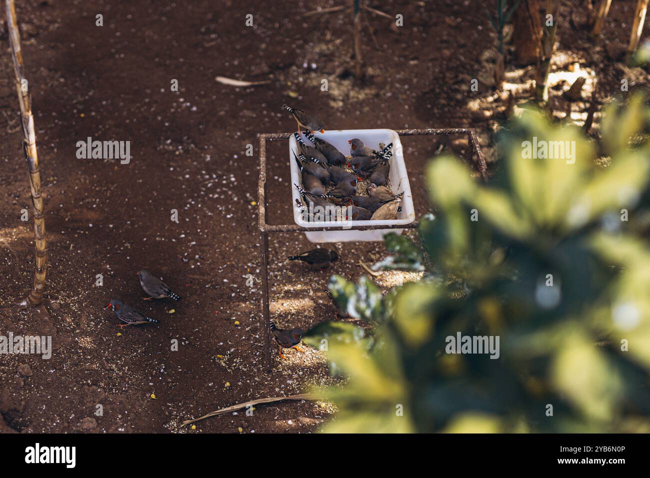 finch zèbre oiseau exotique Taeniopygia guttata assis sur une branche d'arbre. . Photo de haute qualité Banque D'Images
