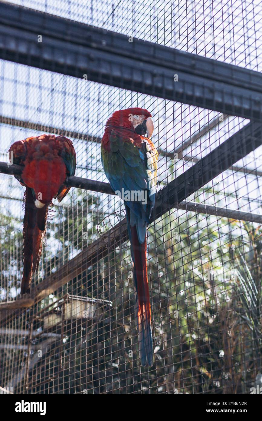 Big Blue Macaw Bleu-et-or. Oiseaux tropicaux et exotiques. Perroquets dans un zoo à Tenerife. Vidéos FullHD de haute qualité Banque D'Images