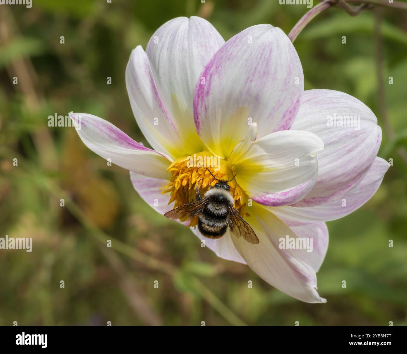 Gros plan sur la fleur rose blanc et jaune doré de dahlia pinnata avec bourdon dans le jardin sur fond naturel Banque D'Images