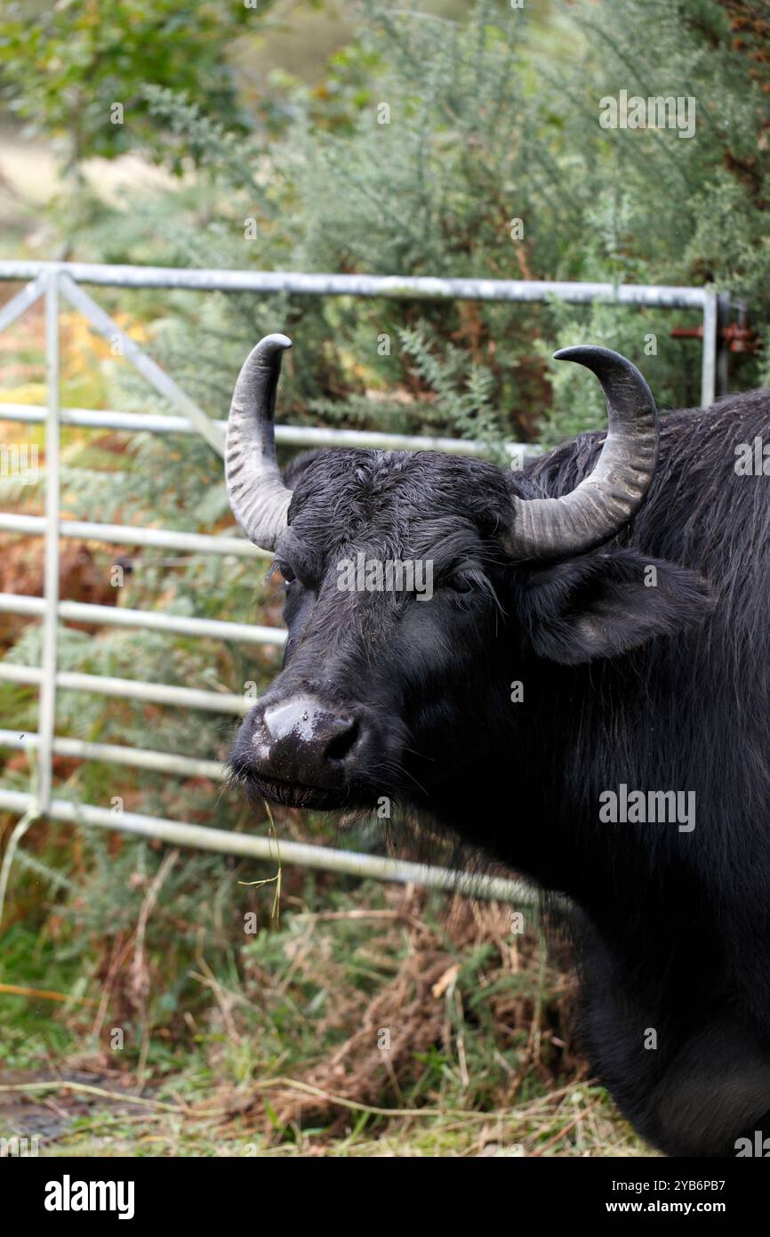 Water Buffalo sur la réserve naturelle des marais de Teifi, Cilgerran près de Cardigan, West Wales, Royaume-Uni Banque D'Images