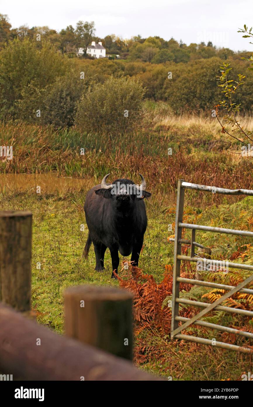 Water Buffalo sur la réserve naturelle des marais de Teifi, Cilgerran près de Cardigan, West Wales, Royaume-Uni Banque D'Images