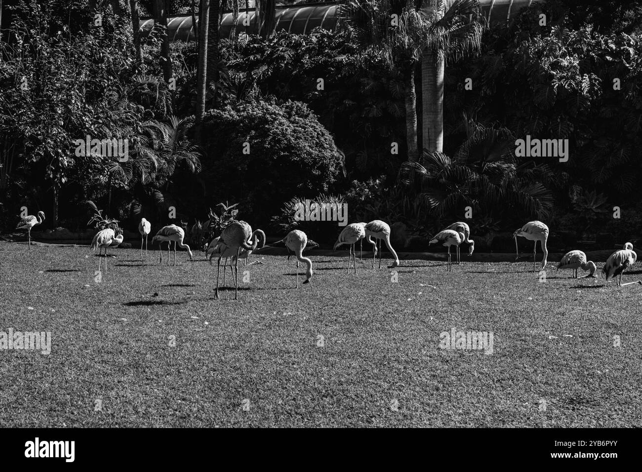 Flamants roses dans le parc par une journée ensoleillée. Beaux flamants roses dans le parc. Photo de haute qualité Banque D'Images