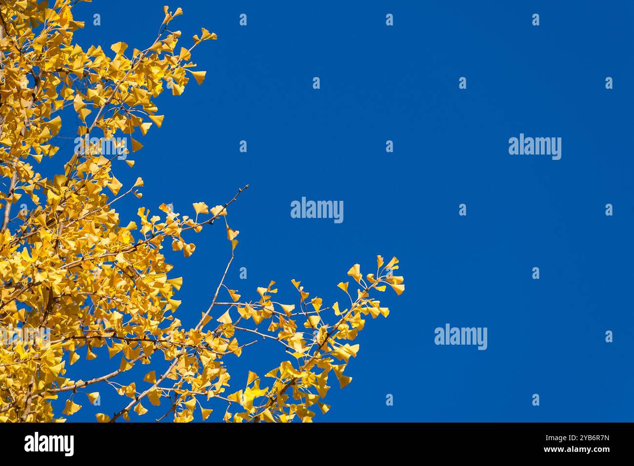 Vibrations automnales. Feuilles jaunes Ginkgo avec ciel bleu et espace de copie Banque D'Images