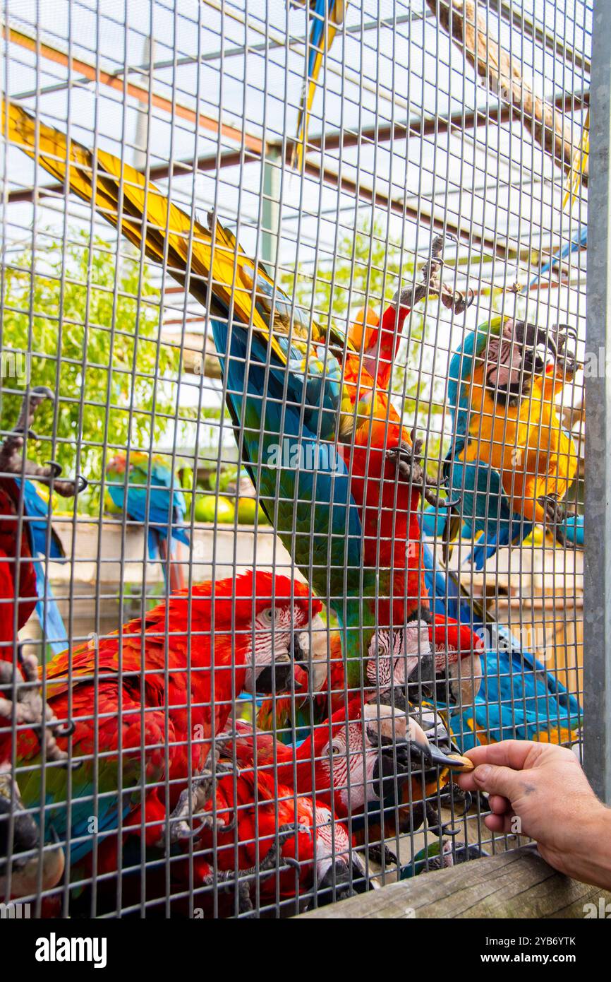 Donner à la main des noix de singe aux aras captifs du Lincolnshire Wildlife Park Banque D'Images