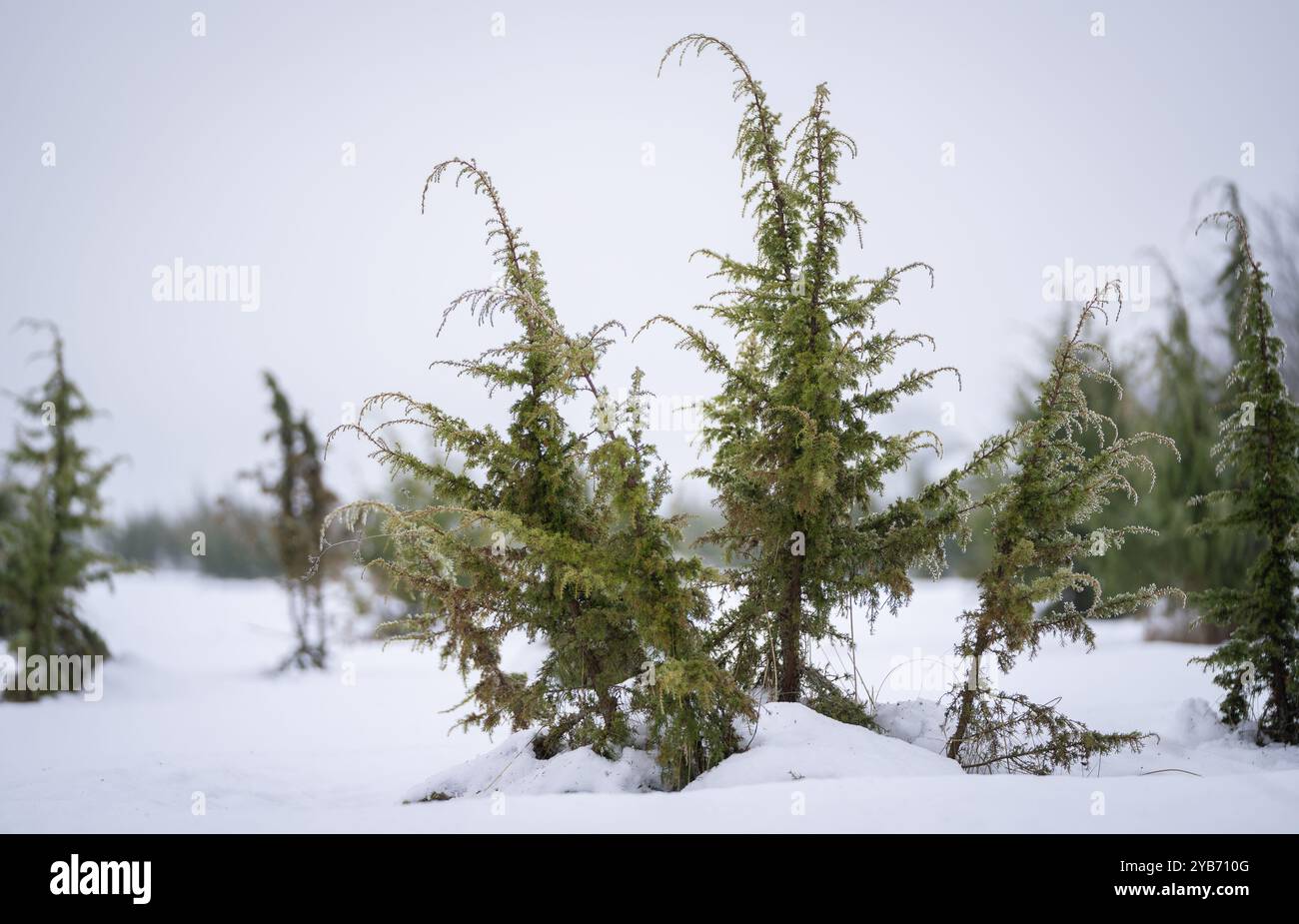 Genévriers couverts de givre (Juniperus communis) sur fond défocalisé. Hiver. Météo hivernale. Flou de mise au point. Banque D'Images
