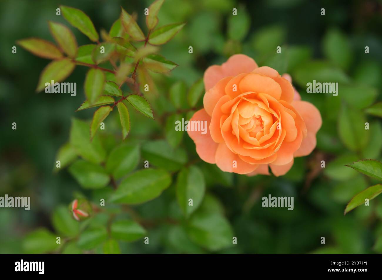 Fleur Rosa chinensis de couleur orange avec des feuilles vertes. Aussi appelé rose chinoise Banque D'Images