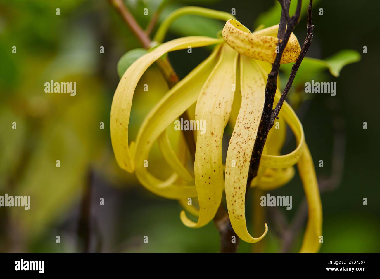 Vue rapprochée de la fleur jaune d'ylang-ylang fleurissant sur la branche d'arbre Banque D'Images