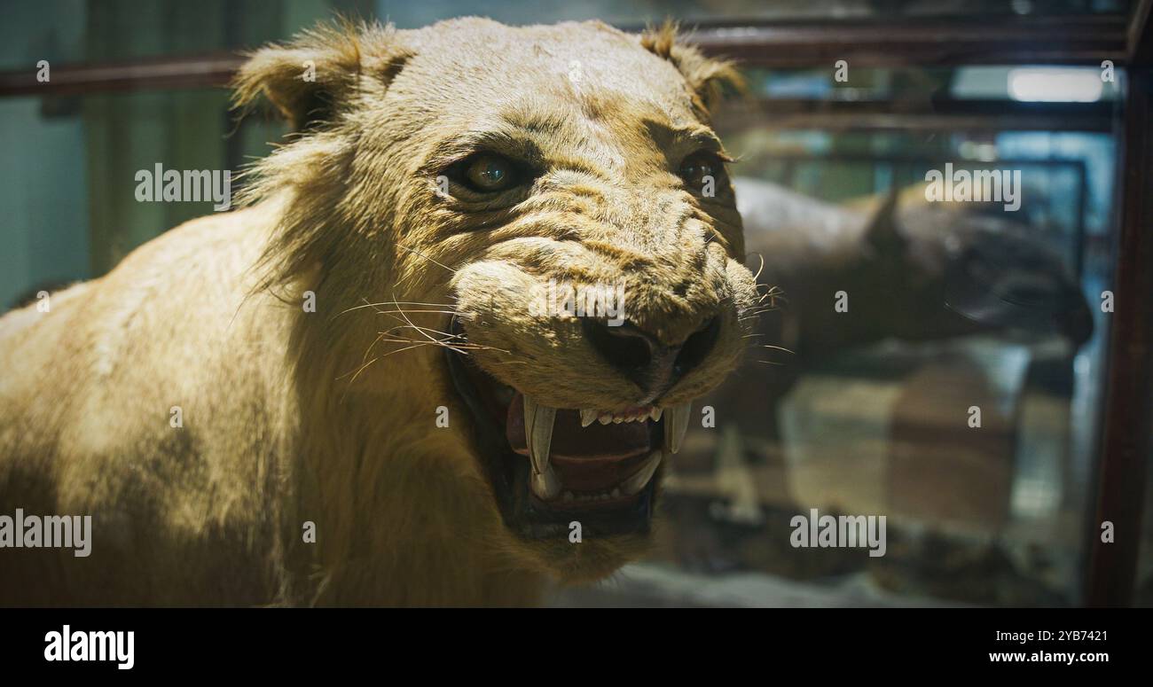 Farci de jeune Lion asiatique est une population de lions de la sous-espèce Panthera Leo Leo. État de conservation - en voie de disparition. Dans la culture indienne Narasimha ou homme Banque D'Images