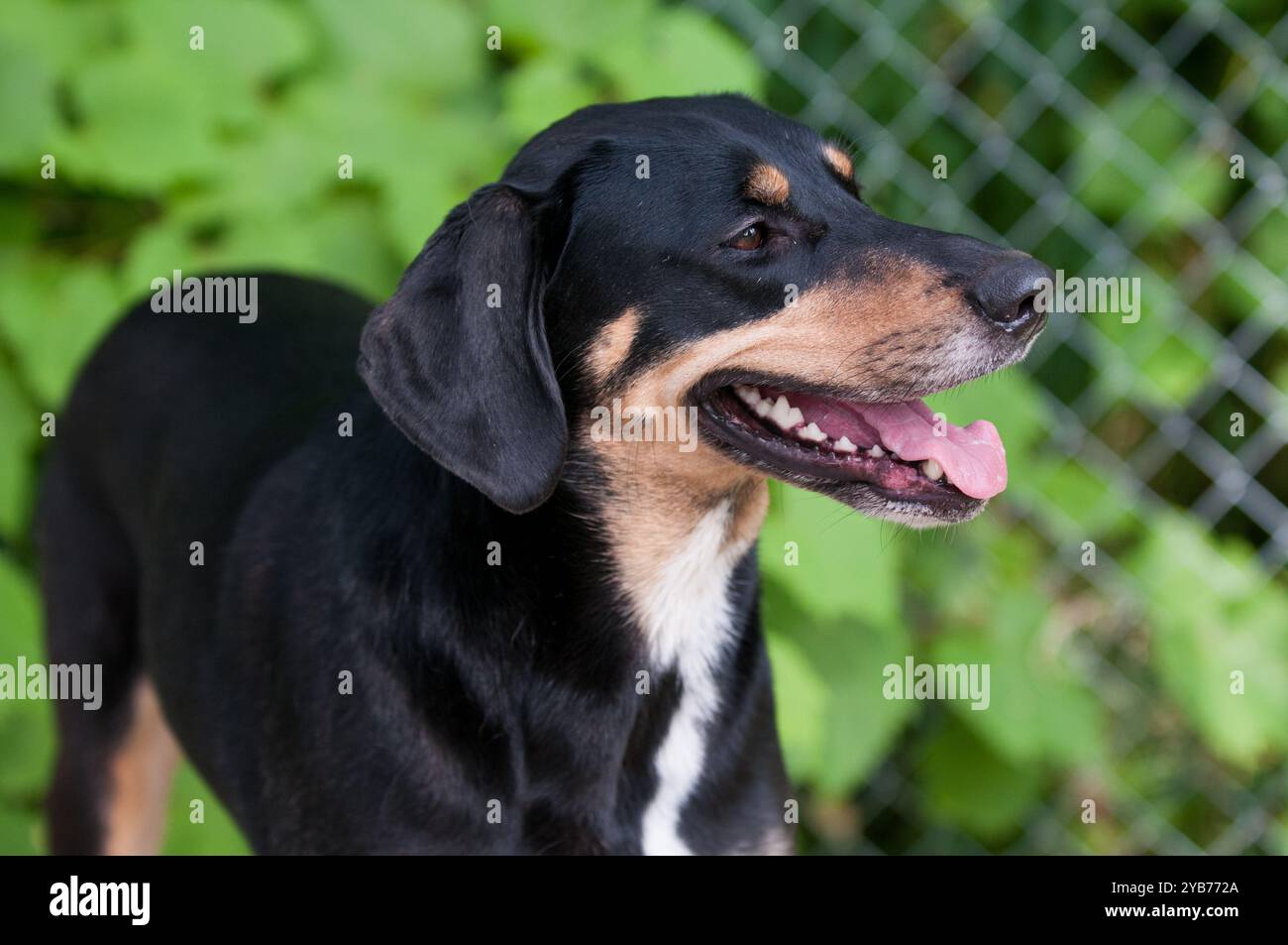 Chien de race mixte heureux avec la bouche ouverte et la langue dehors Banque D'Images