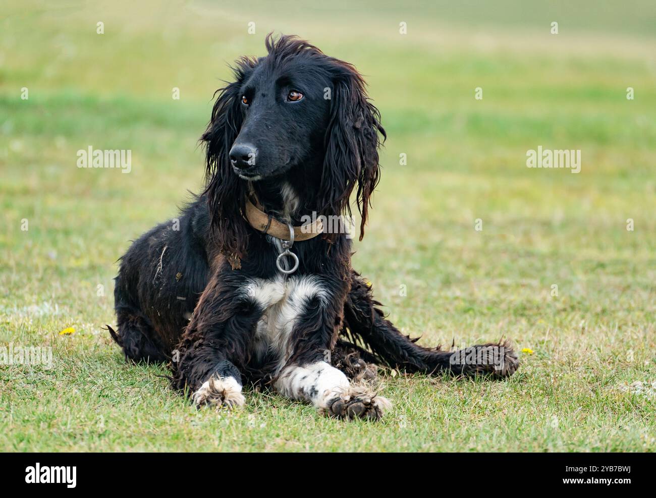 Portrait d'un chien de chasse de la race taigan - greyhound kirghize. Un chien noir shaggy avec une poitrine blanche et des pattes est couché sur l'herbe. Banque D'Images