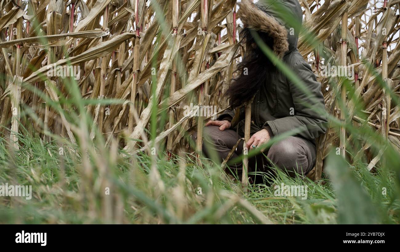 Un champ de maïs asséché en octobre. Une figure effrayante se cachant dedans. Banque D'Images