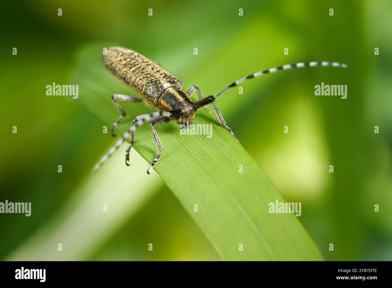 Coléoptère gris à floraison dorée (Agapanthia villosoviridescens) sur un large brin d'herbe verte Banque D'Images