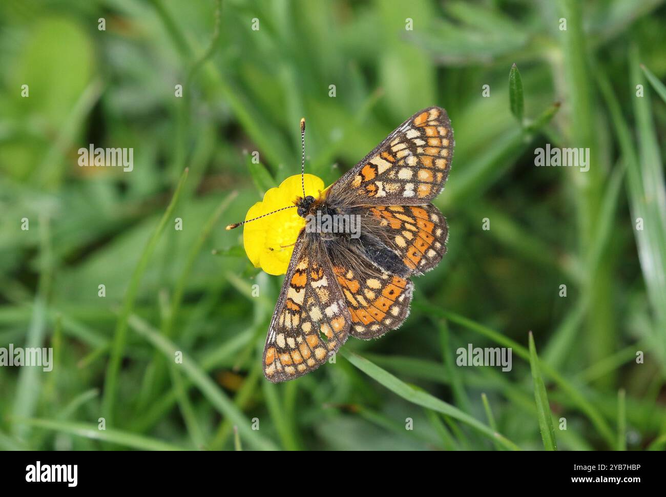 Nectaring Fritillary Marsh sur Buttercup - Euphydryas aurinia Banque D'Images