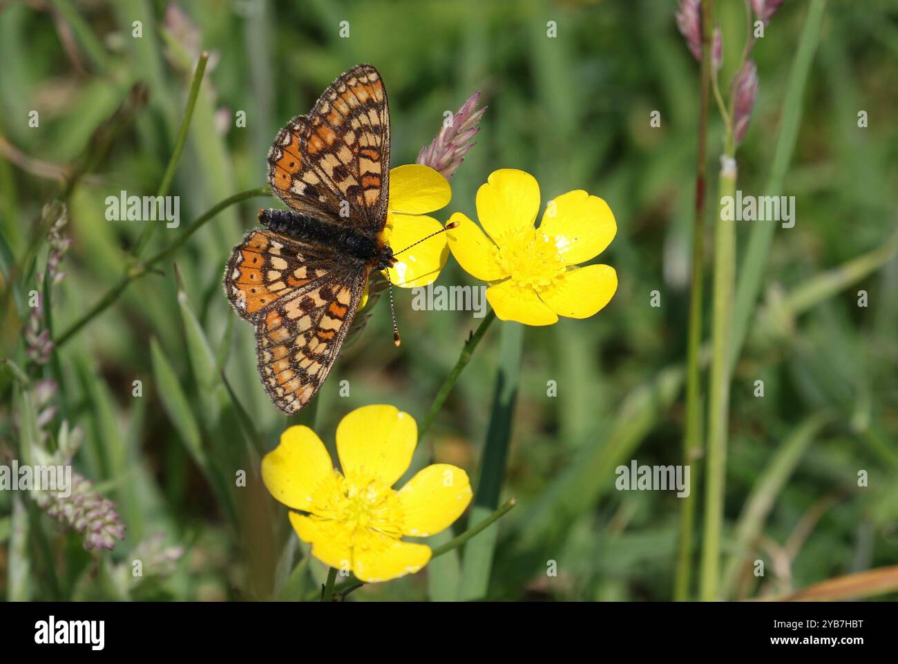 Nectaring Fritillary Marsh sur Buttercup - Euphydryas aurinia Banque D'Images