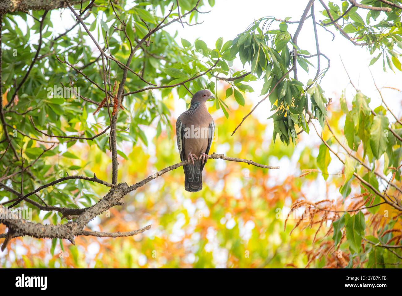 La colombe sauvage appelée 'pombão' ou 'asa branca' ou 'pomba carijó' (Patagioenas picazuro) est sélectionnée et rapprochée Banque D'Images