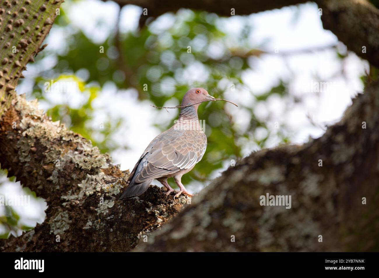 La colombe sauvage appelée 'pombão' ou 'asa branca' ou 'pomba carijó' (Patagioenas picazuro) est sélectionnée et rapprochée Banque D'Images