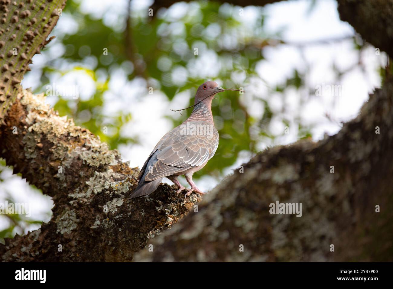 La colombe sauvage appelée 'pombão' ou 'asa branca' ou 'pomba carijó' (Patagioenas picazuro) est sélectionnée et rapprochée Banque D'Images