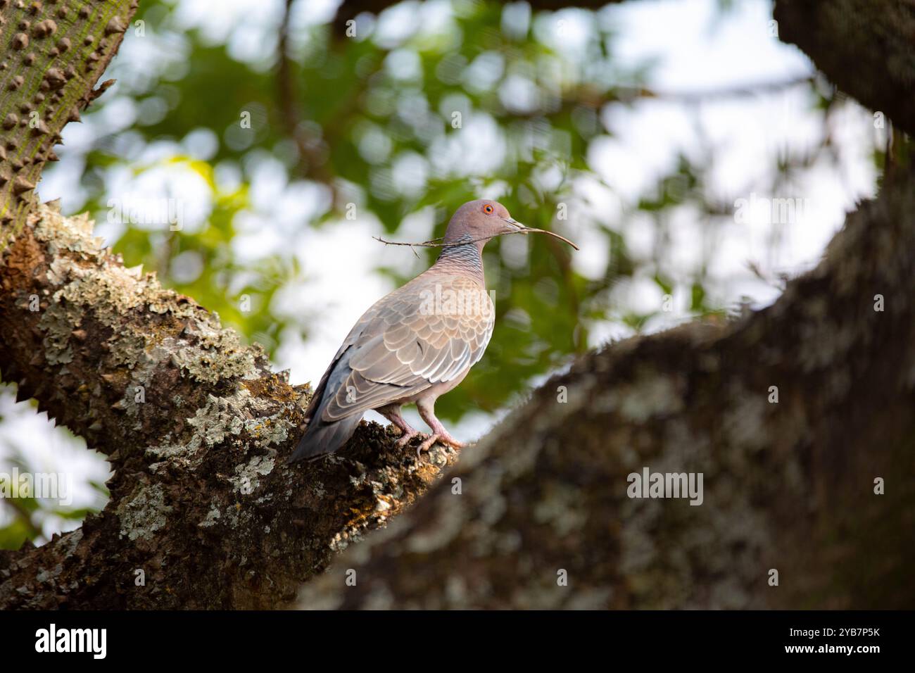 La colombe sauvage appelée 'pombão' ou 'asa branca' ou 'pomba carijó' (Patagioenas picazuro) est sélectionnée et rapprochée Banque D'Images