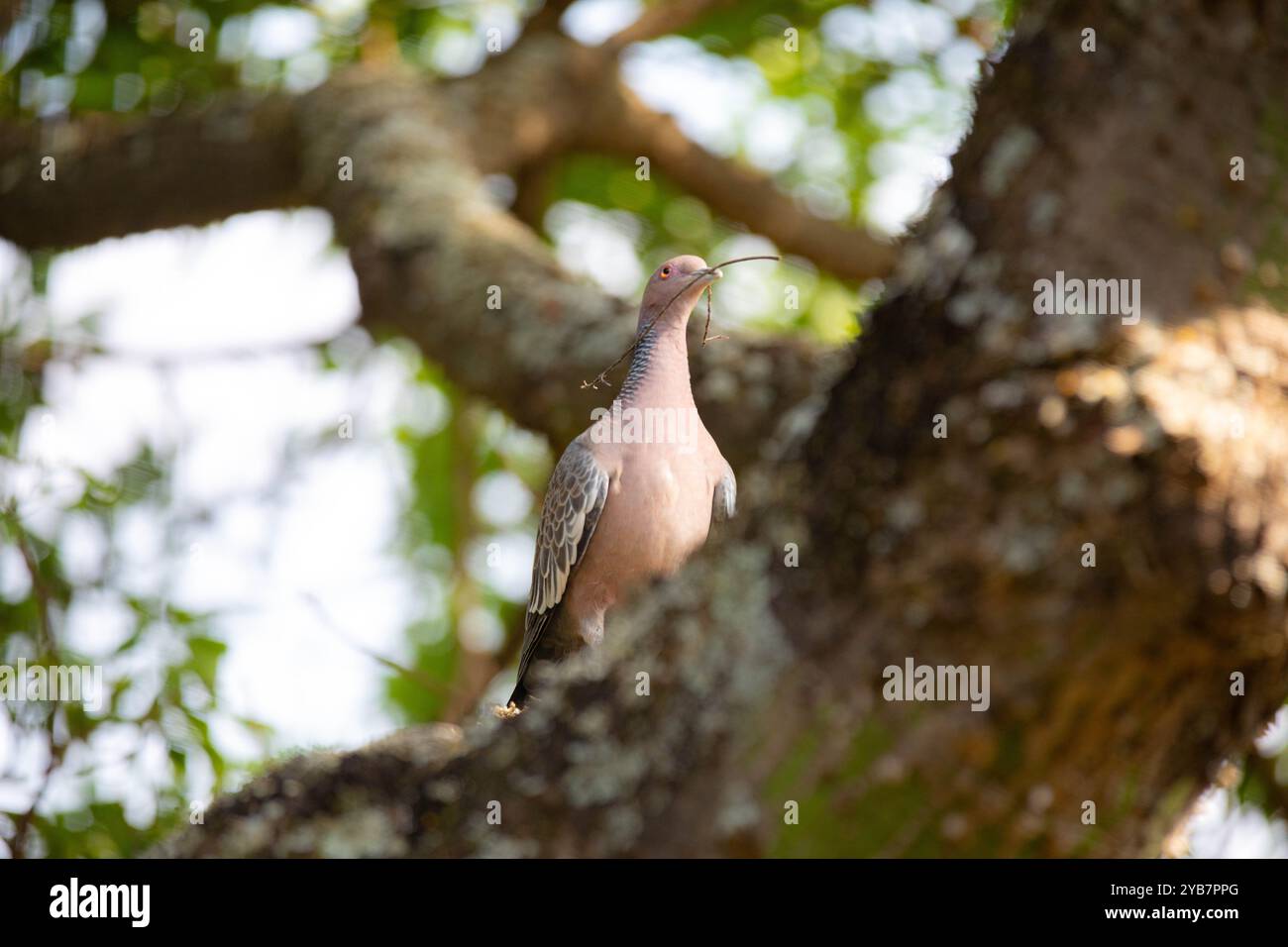 La colombe sauvage appelée 'pombão' ou 'asa branca' ou 'pomba carijó' (Patagioenas picazuro) est sélectionnée et rapprochée Banque D'Images