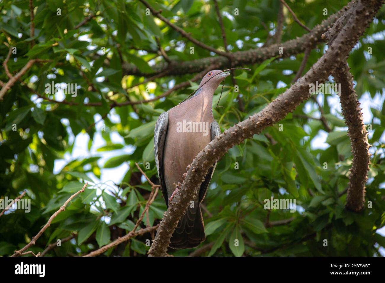 La colombe sauvage appelée 'pombão' ou 'asa branca' ou 'pomba carijó' (Patagioenas picazuro) est sélectionnée et rapprochée Banque D'Images