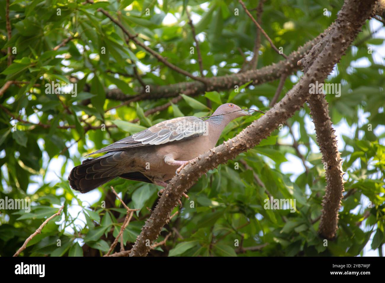 La colombe sauvage appelée 'pombão' ou 'asa branca' ou 'pomba carijó' (Patagioenas picazuro) est sélectionnée et rapprochée Banque D'Images