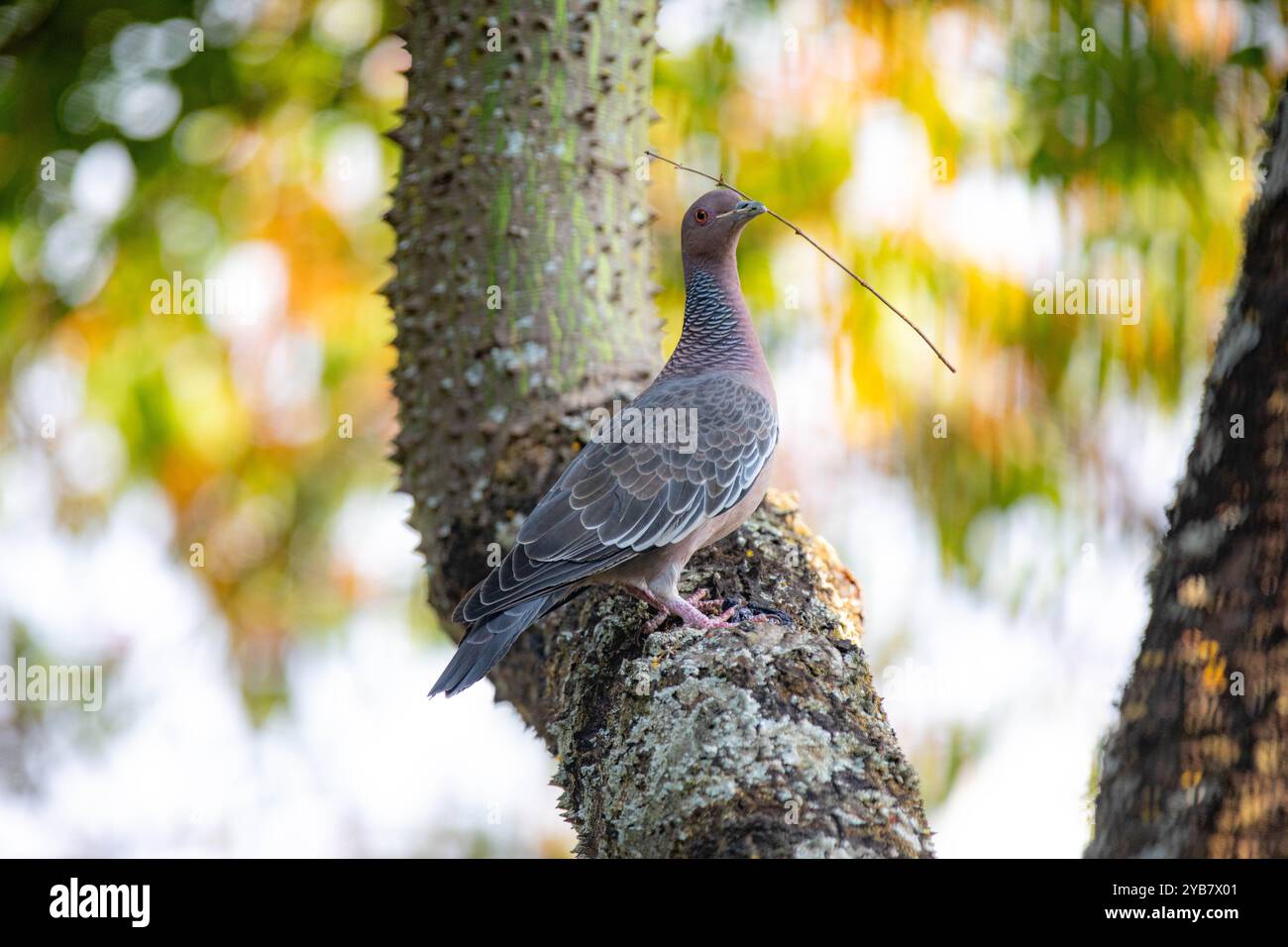 La colombe sauvage appelée 'pombão' ou 'asa branca' ou 'pomba carijó' (Patagioenas picazuro) est sélectionnée et rapprochée Banque D'Images