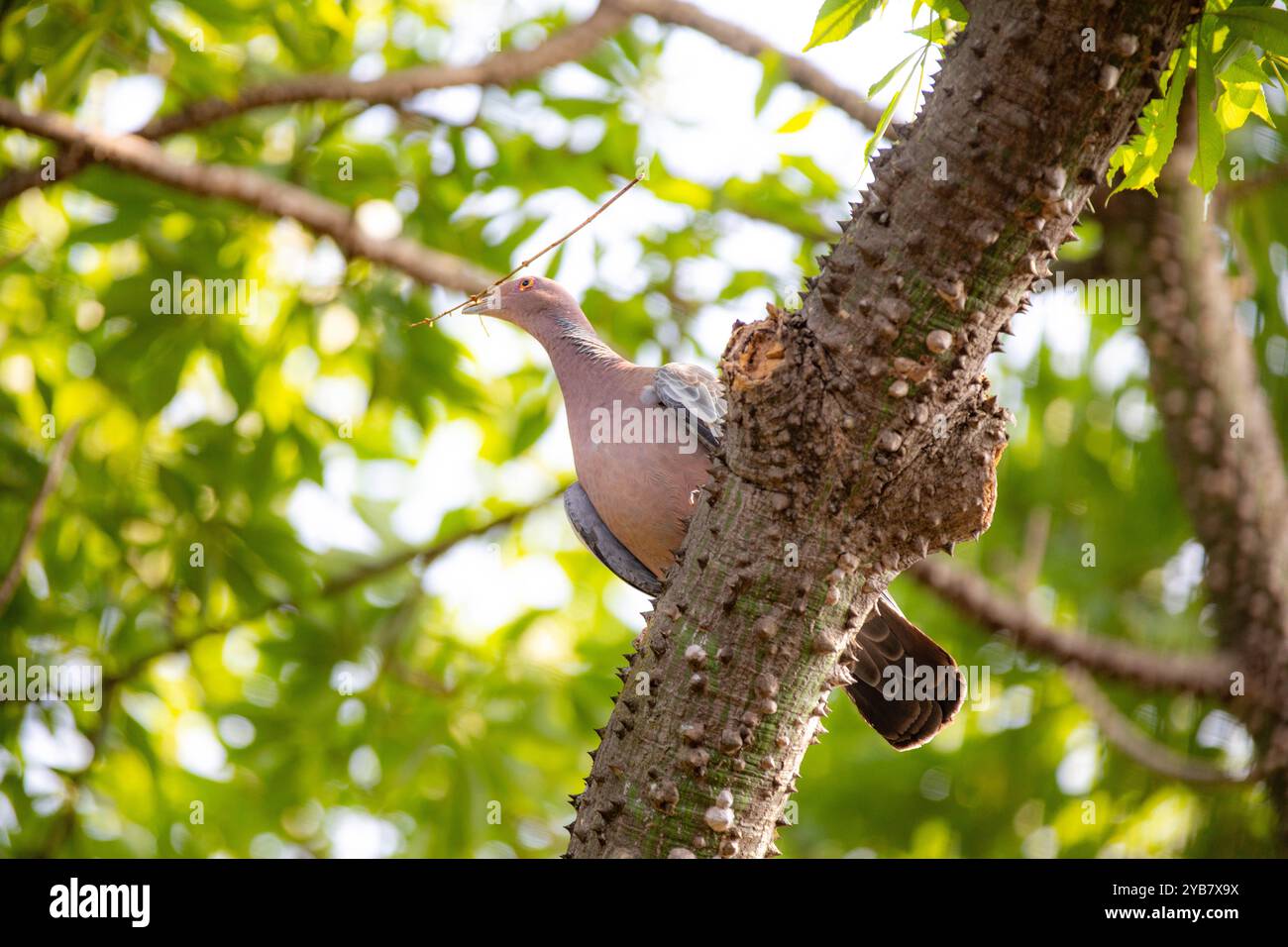 La colombe sauvage appelée 'pombão' ou 'asa branca' ou 'pomba carijó' (Patagioenas picazuro) est sélectionnée et rapprochée Banque D'Images