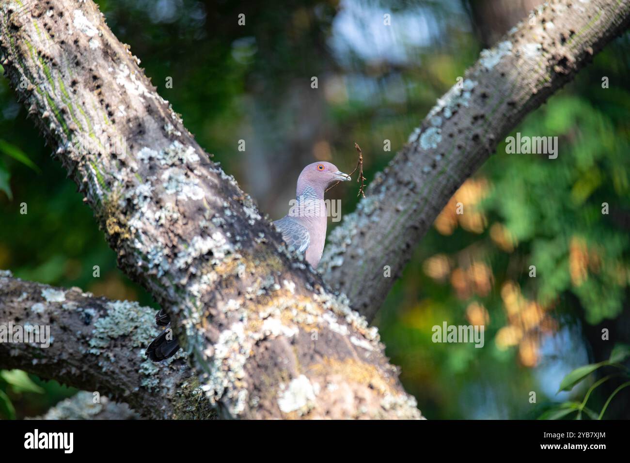 La colombe sauvage appelée 'pombão' ou 'asa branca' ou 'pomba carijó' (Patagioenas picazuro) est sélectionnée et rapprochée Banque D'Images