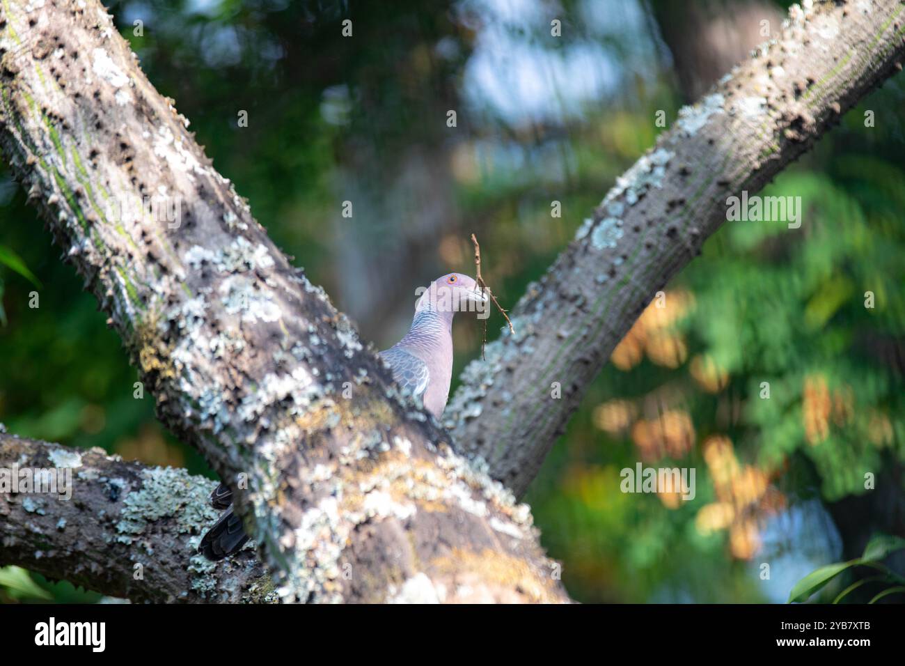 La colombe sauvage appelée 'pombão' ou 'asa branca' ou 'pomba carijó' (Patagioenas picazuro) est sélectionnée et rapprochée Banque D'Images