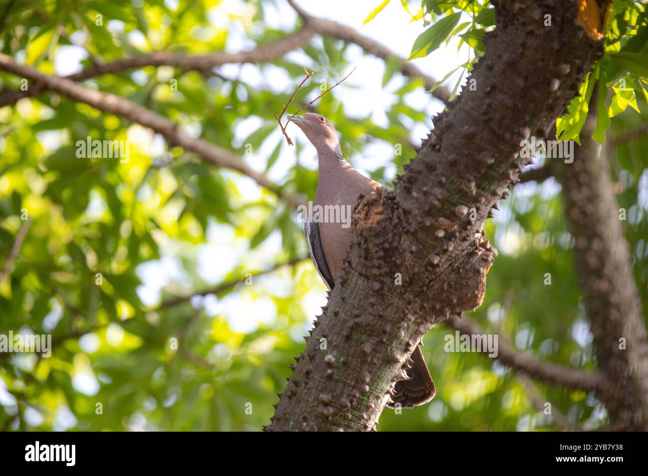 La colombe sauvage appelée 'pombão' ou 'asa branca' ou 'pomba carijó' (Patagioenas picazuro) est sélectionnée et rapprochée Banque D'Images