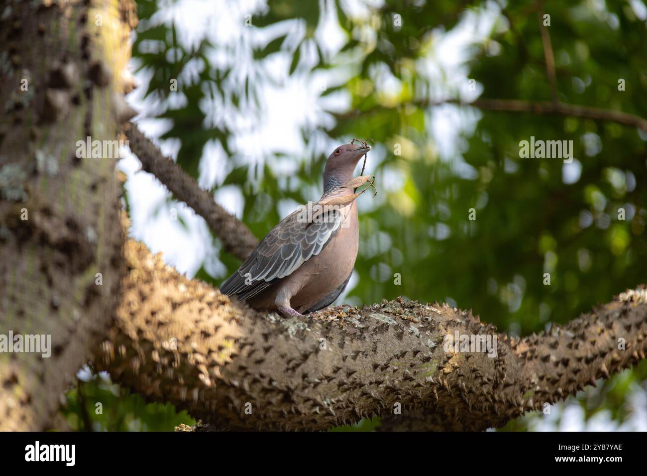 La colombe sauvage appelée 'pombão' ou 'asa branca' ou 'pomba carijó' (Patagioenas picazuro) est sélectionnée et rapprochée Banque D'Images
