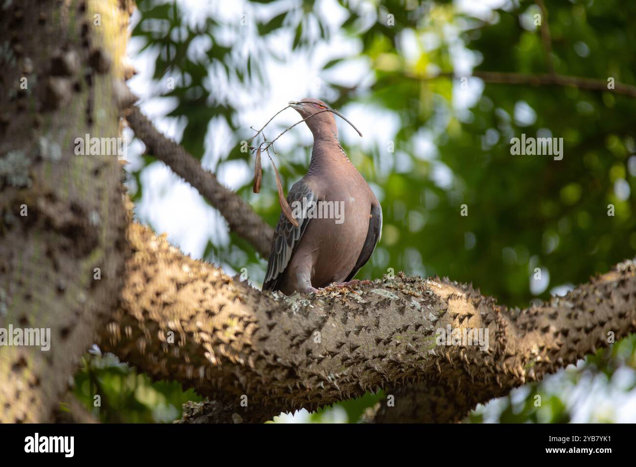La colombe sauvage appelée 'pombão' ou 'asa branca' ou 'pomba carijó' (Patagioenas picazuro) est sélectionnée et rapprochée Banque D'Images