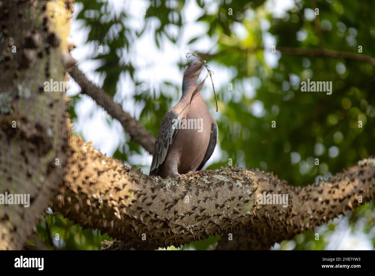 La colombe sauvage appelée 'pombão' ou 'asa branca' ou 'pomba carijó' (Patagioenas picazuro) est sélectionnée et rapprochée Banque D'Images