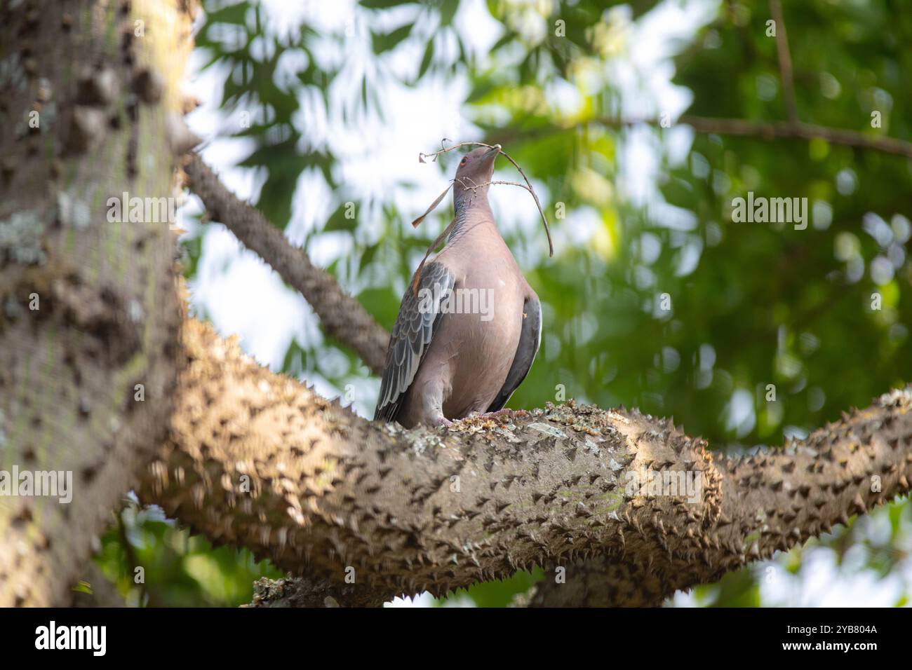 La colombe sauvage appelée 'pombão' ou 'asa branca' ou 'pomba carijó' (Patagioenas picazuro) est sélectionnée et rapprochée Banque D'Images