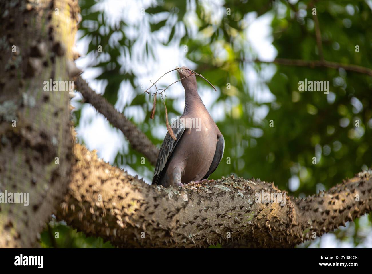La colombe sauvage appelée 'pombão' ou 'asa branca' ou 'pomba carijó' (Patagioenas picazuro) est sélectionnée et rapprochée Banque D'Images