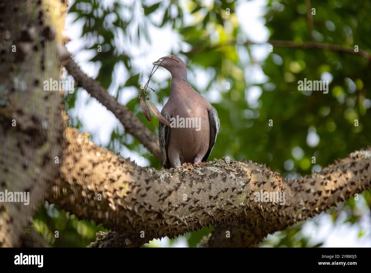 La colombe sauvage appelée 'pombão' ou 'asa branca' ou 'pomba carijó' (Patagioenas picazuro) est sélectionnée et rapprochée Banque D'Images