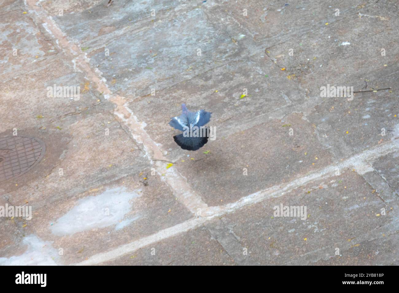 La colombe sauvage appelée 'pombão' ou 'asa branca' ou 'pomba carijó' (Patagioenas picazuro) est sélectionnée et rapprochée Banque D'Images