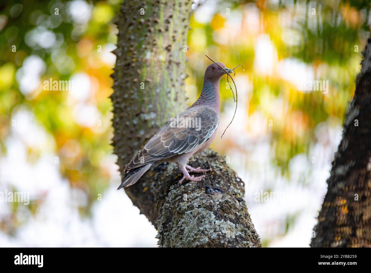 La colombe sauvage appelée 'pombão' ou 'asa branca' ou 'pomba carijó' (Patagioenas picazuro) est sélectionnée et rapprochée Banque D'Images