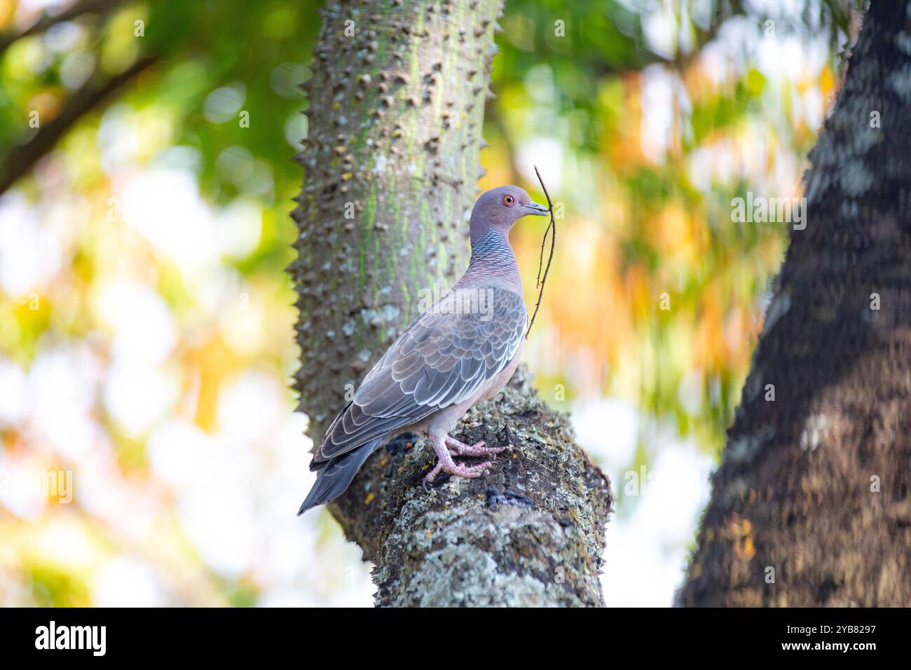 La colombe sauvage appelée 'pombão' ou 'asa branca' ou 'pomba carijó' (Patagioenas picazuro) est sélectionnée et rapprochée Banque D'Images