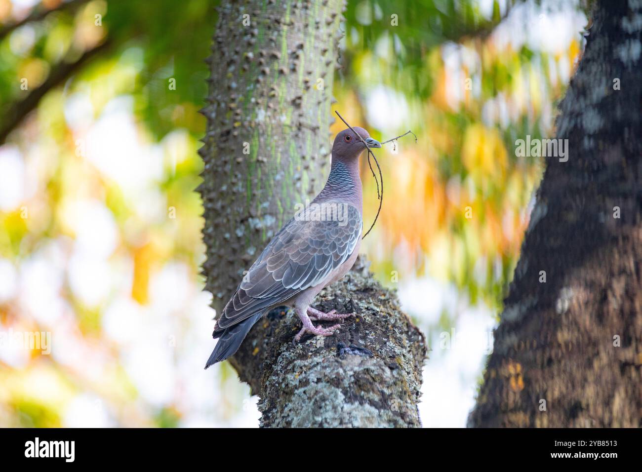 La colombe sauvage appelée 'pombão' ou 'asa branca' ou 'pomba carijó' (Patagioenas picazuro) est sélectionnée et rapprochée Banque D'Images