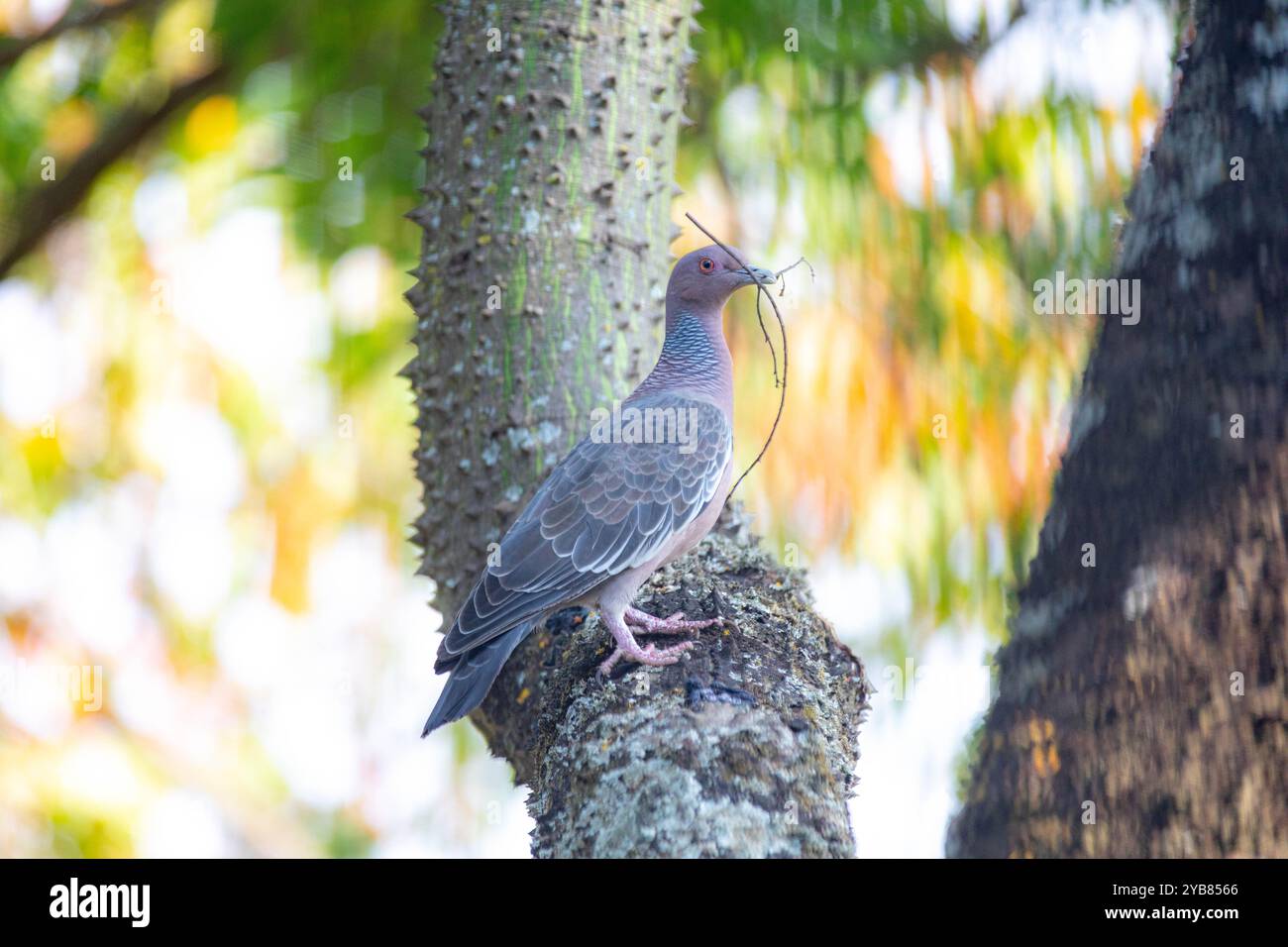 La colombe sauvage appelée 'pombão' ou 'asa branca' ou 'pomba carijó' (Patagioenas picazuro) est sélectionnée et rapprochée Banque D'Images