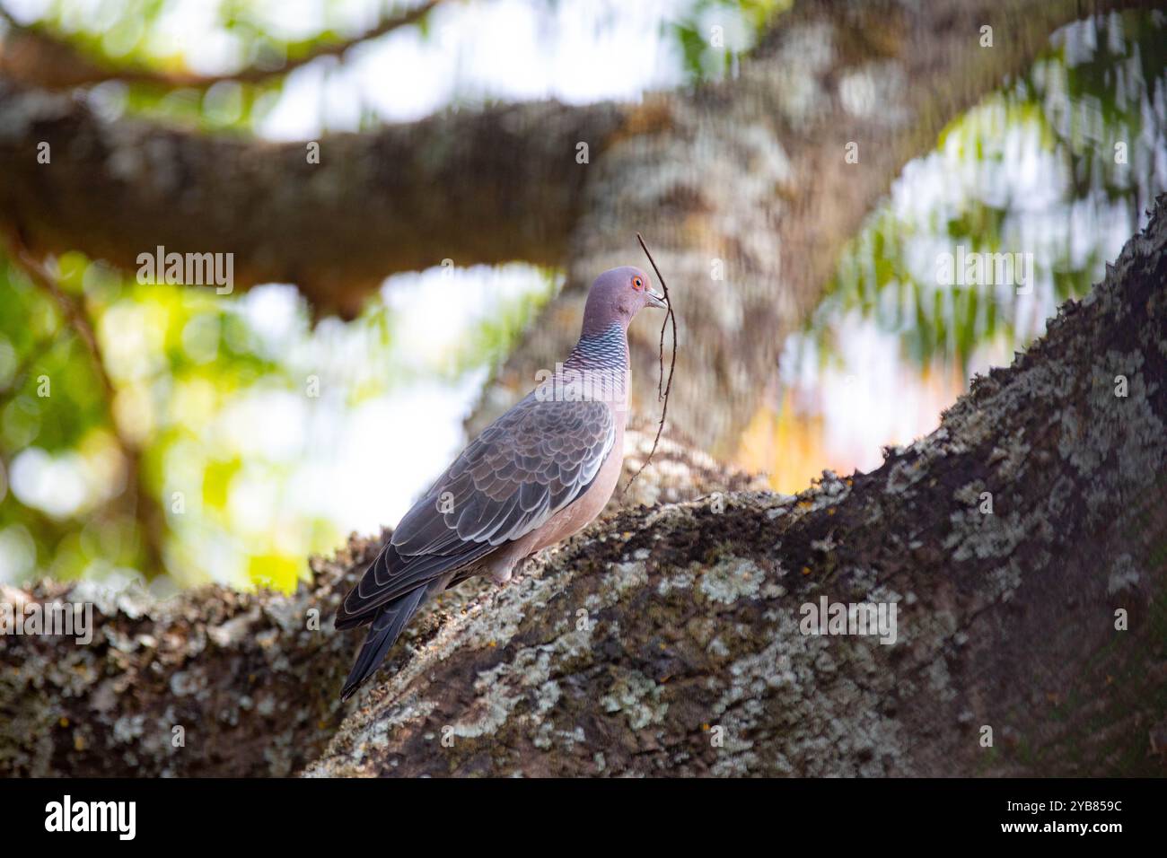 La colombe sauvage appelée 'pombão' ou 'asa branca' ou 'pomba carijó' (Patagioenas picazuro) est sélectionnée et rapprochée Banque D'Images