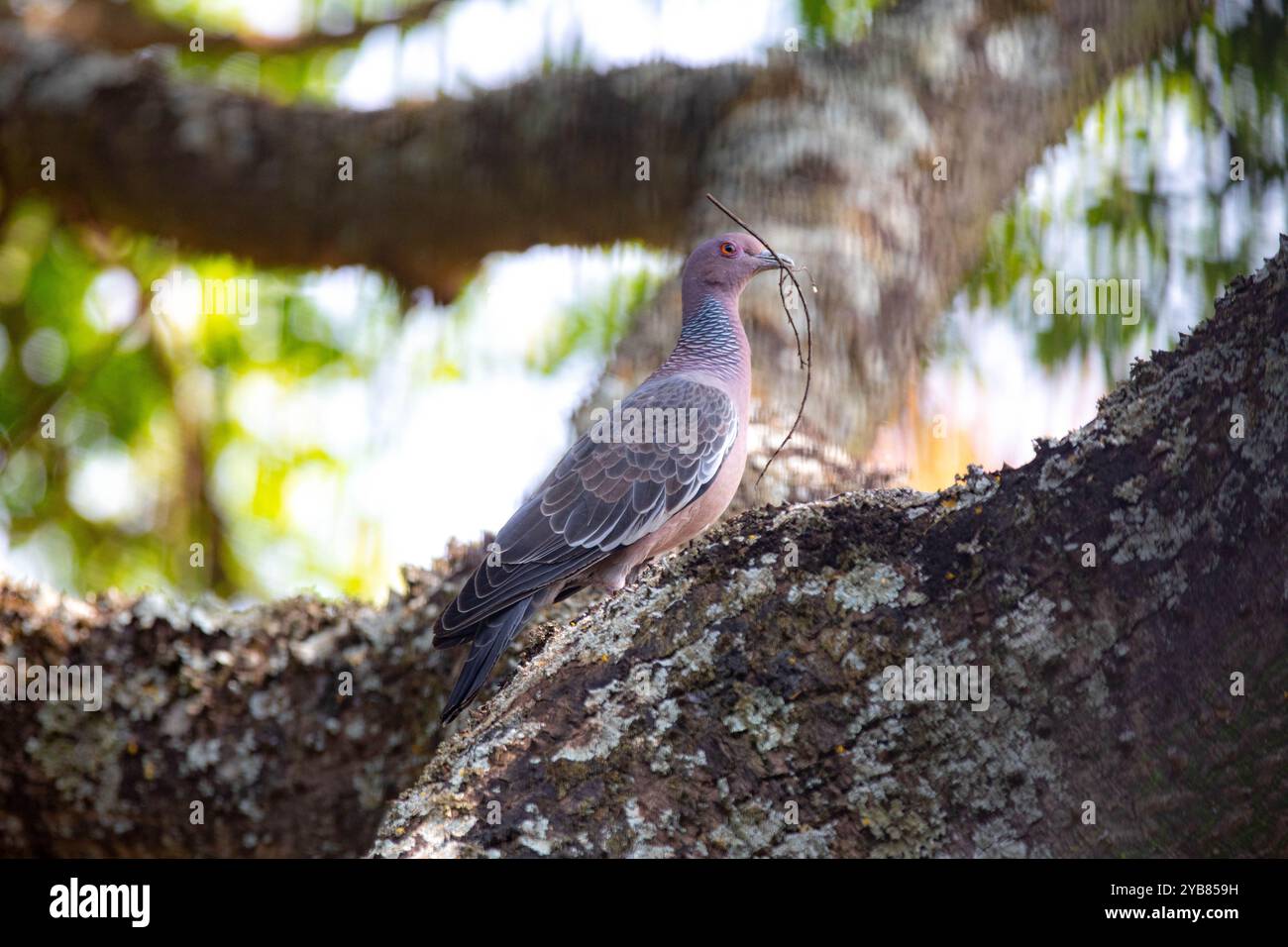 La colombe sauvage appelée 'pombão' ou 'asa branca' ou 'pomba carijó' (Patagioenas picazuro) est sélectionnée et rapprochée Banque D'Images