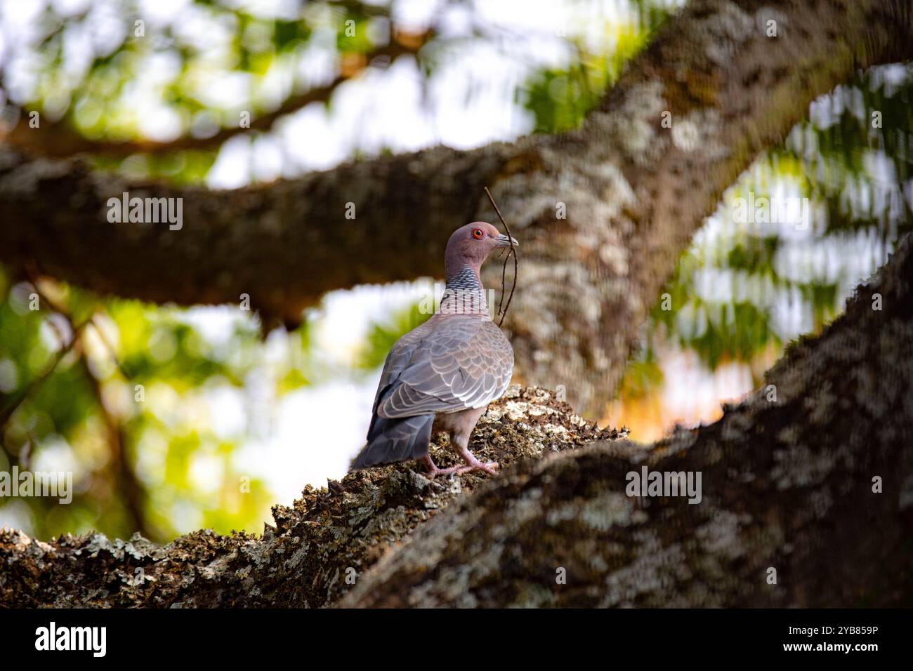 La colombe sauvage appelée 'pombão' ou 'asa branca' ou 'pomba carijó' (Patagioenas picazuro) est sélectionnée et rapprochée Banque D'Images