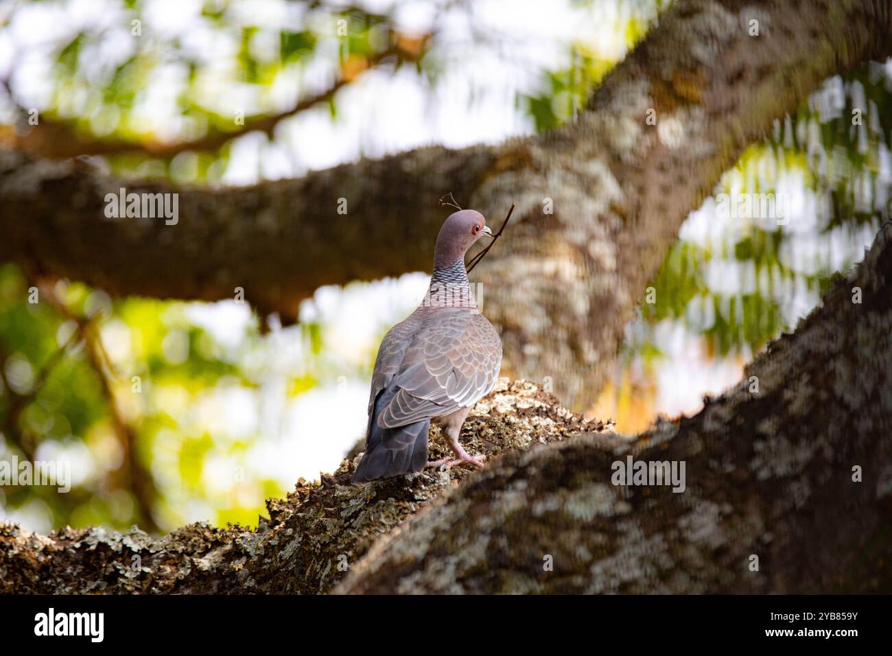La colombe sauvage appelée 'pombão' ou 'asa branca' ou 'pomba carijó' (Patagioenas picazuro) est sélectionnée et rapprochée Banque D'Images