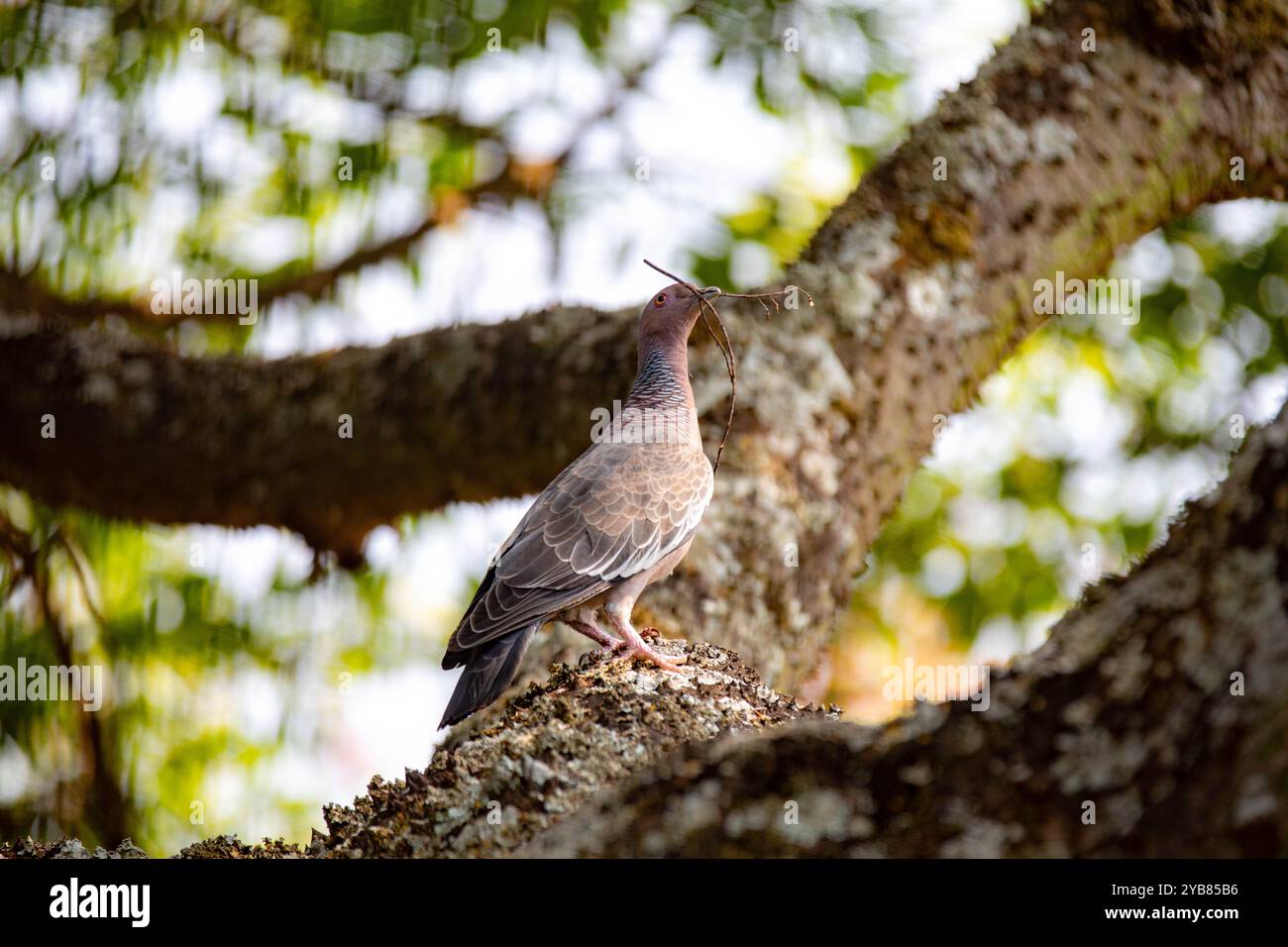 La colombe sauvage appelée 'pombão' ou 'asa branca' ou 'pomba carijó' (Patagioenas picazuro) est sélectionnée et rapprochée Banque D'Images
