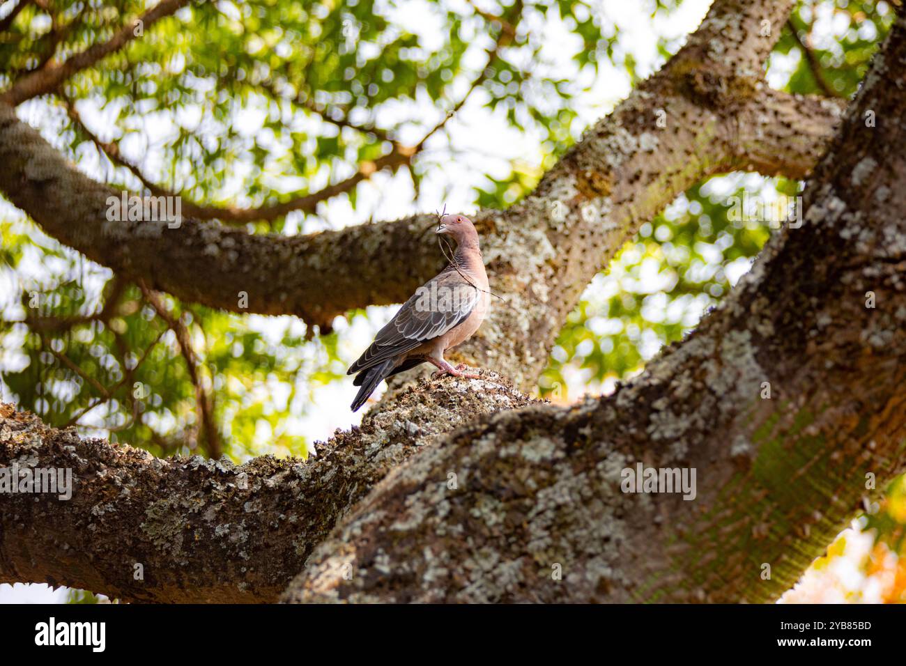 La colombe sauvage appelée 'pombão' ou 'asa branca' ou 'pomba carijó' (Patagioenas picazuro) est sélectionnée et rapprochée Banque D'Images