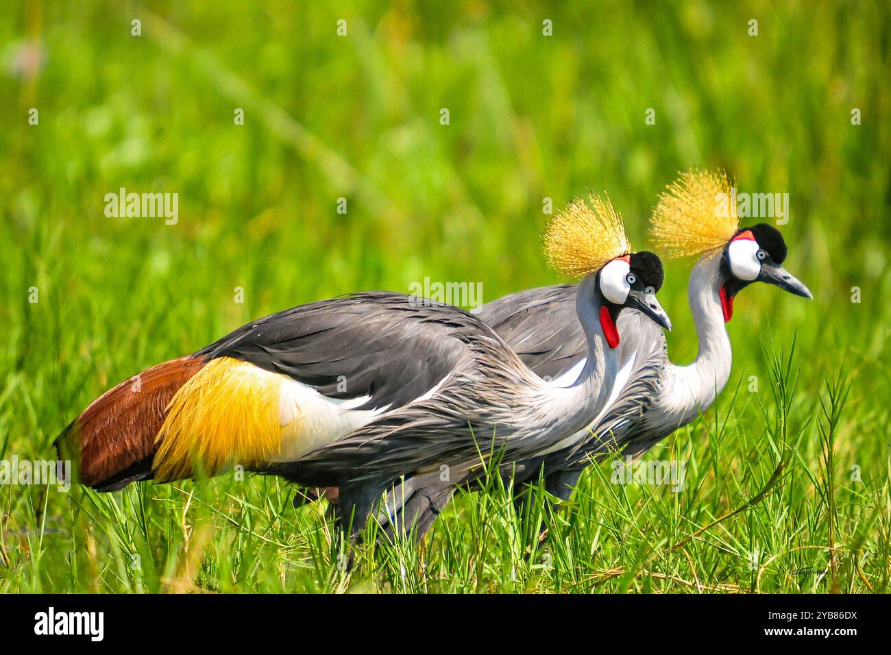 Une paire de grues couronnées grises ( Balearica regulorum) dans le parc national de Murchison Falls - Ouganda Banque D'Images